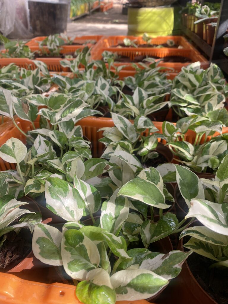 Starting a Profitable Plant Nursery Business in Africa
