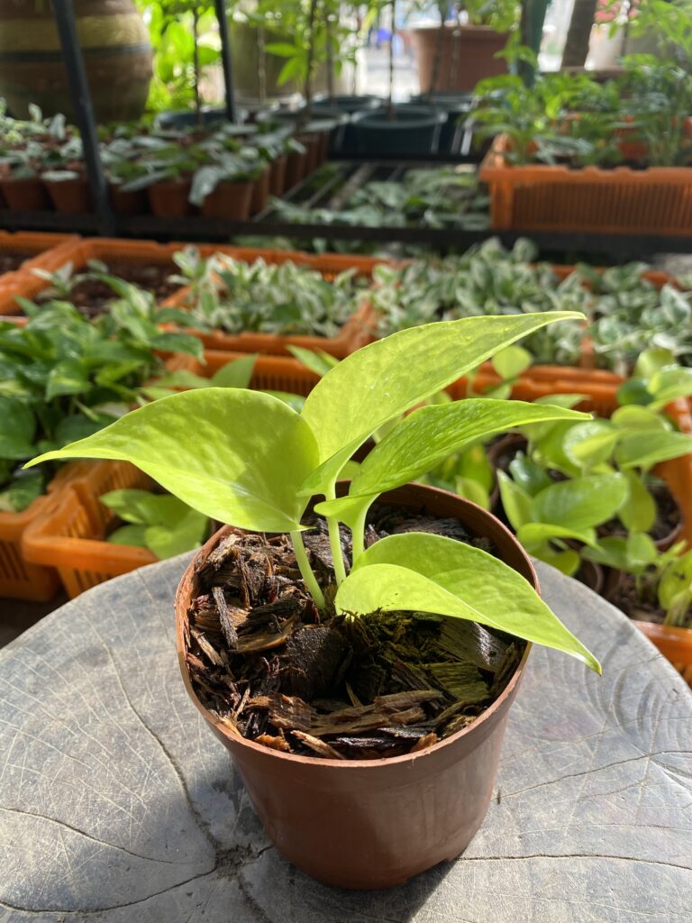 The Ultimate Guide to Creating a Thriving Home Garden in Ghana