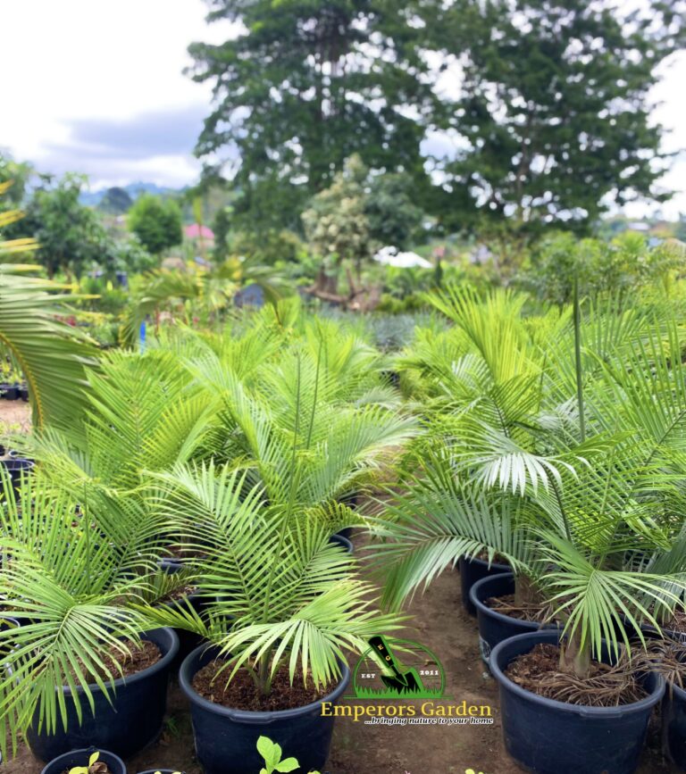 The Power of Indigenous Plants: Why African Gardens Should Embrace Local Species