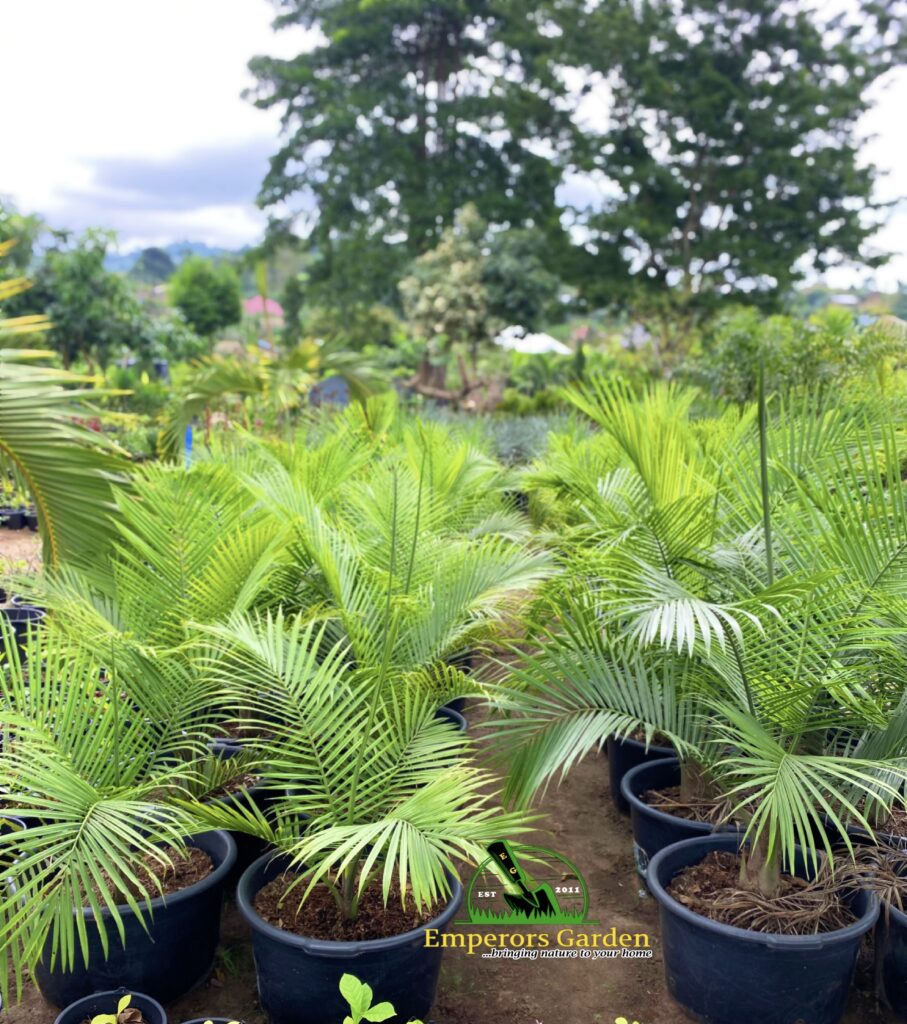 The Power of Indigenous Plants: Why African Gardens Should Embrace Local Species
