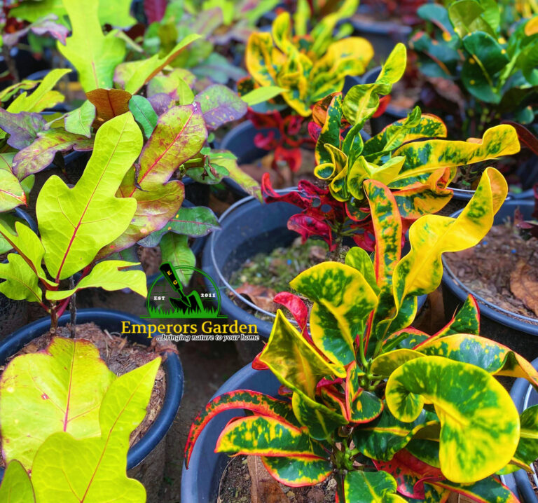 Croton Plant