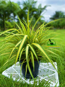 Pandanus Variegated