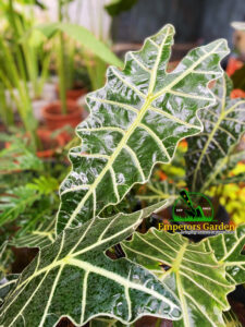 Alocasia