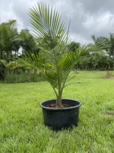 Majesty Palm