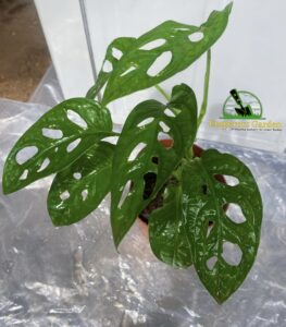 Monstera