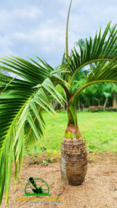 Bottle Palm